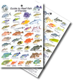 Guide to Reef Fish of Florida Mini ID Card Thumbnail}
