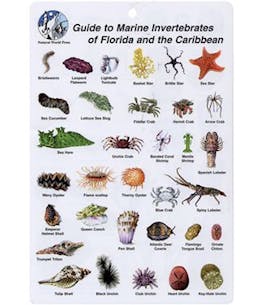 Guide to Marine Invertebrates of Florida and the Caribbean Waterproof ID Card Thumbnail}