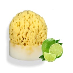 Splash Soap Company Sea Sponge Soap - Key Lime Thumbnail}