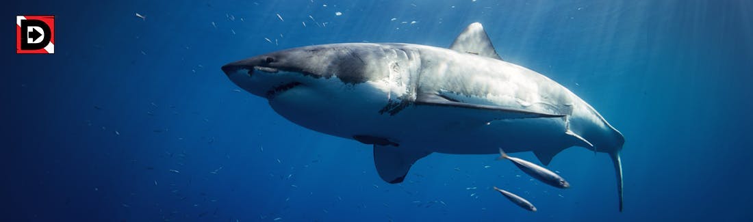 New & Revised Sharks: Celebrate Shark Week with the Ocean's Apex Predators!  : r/DnDHomebrew