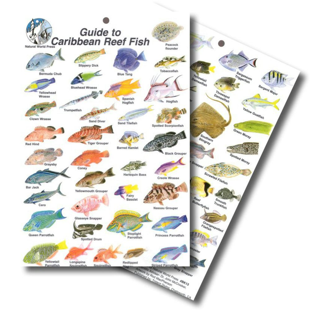 Guide to Caribbean Reef Fish Card