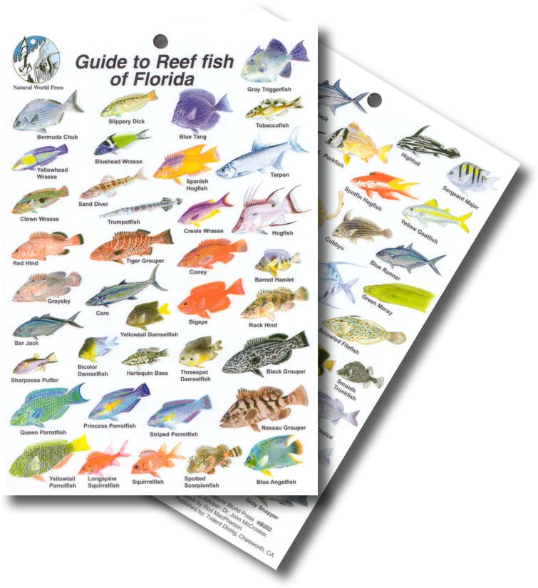 Guide to Reef Fish of Florida Waterproof Card