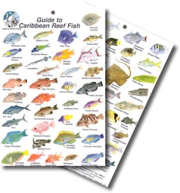 Guide to Caribbean Reef Fish Mini ID Card Thumbnail}