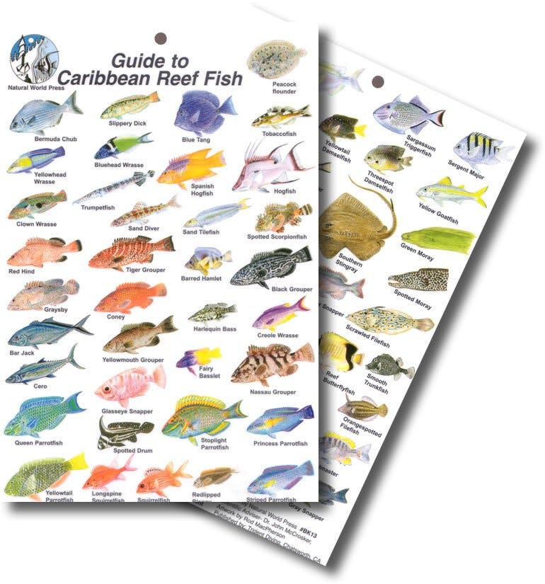 Guide to Caribbean Reef Fish Mini ID Card