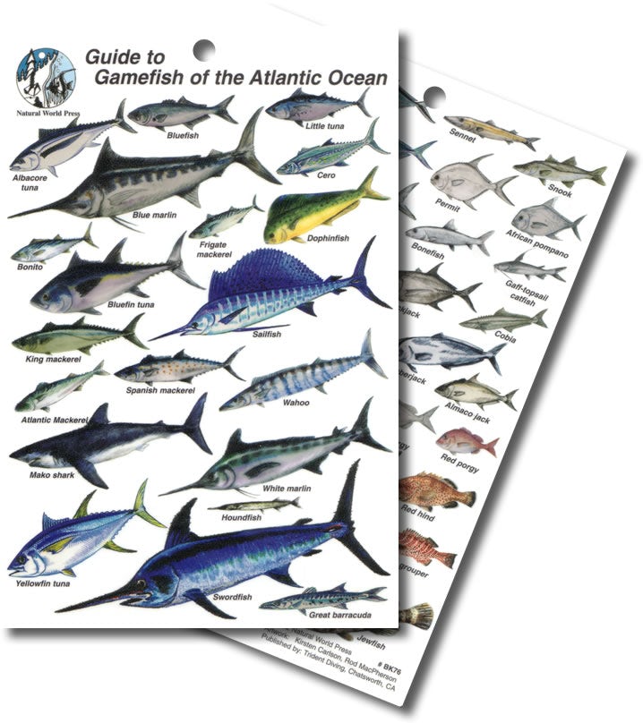 Gamefish of the Atlantic Ocean Waterproof ID Card