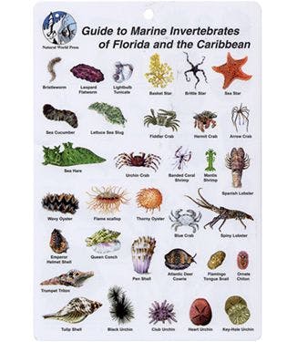 Guide to Marine Invertebrates of Florida and the Caribbean Waterproof ID Card