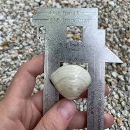 Ultimate Shellfish Gauge - Florida Version - Clam Thumbnail}