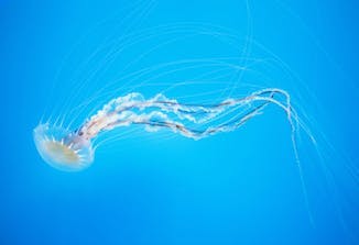 Florida Jellyfish To Look Out For 