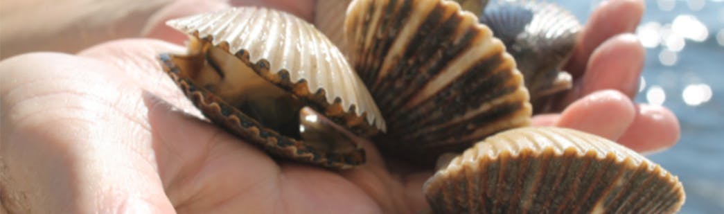 5 Things You Need to Know about Scalloping
