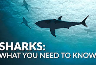 Sharks: What You Need to Know