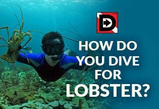 Florida Spiny Lobster Season: How do you Dive for Lobster?