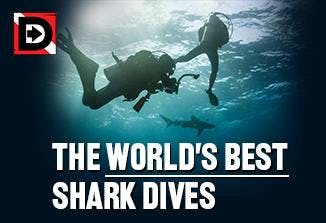 The World's Best Shark Dives