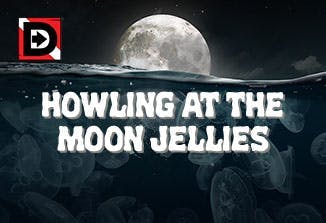 Howling at the Moon Jellies