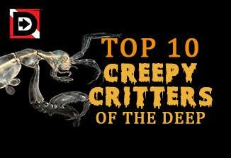 Top 10 Creepy Critters of The Deep