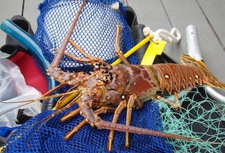 Florida Spiny Lobster Season