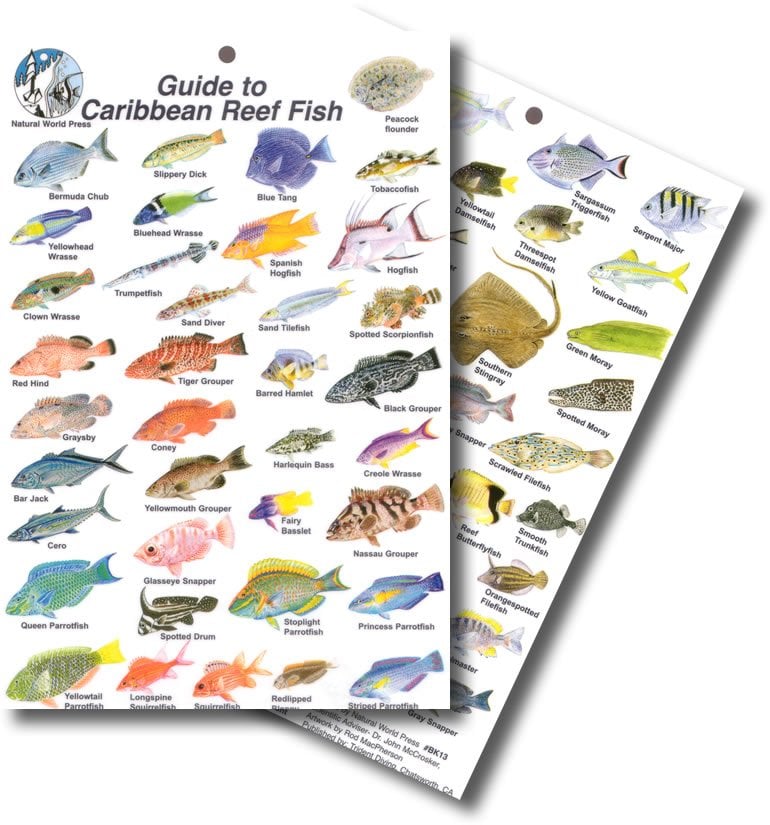 Guide to Caribbean Reef Fish Card